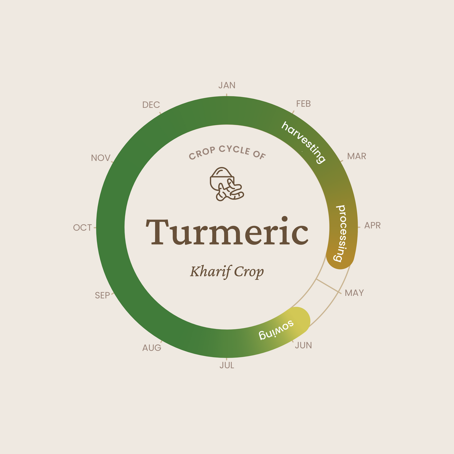 Turmeric