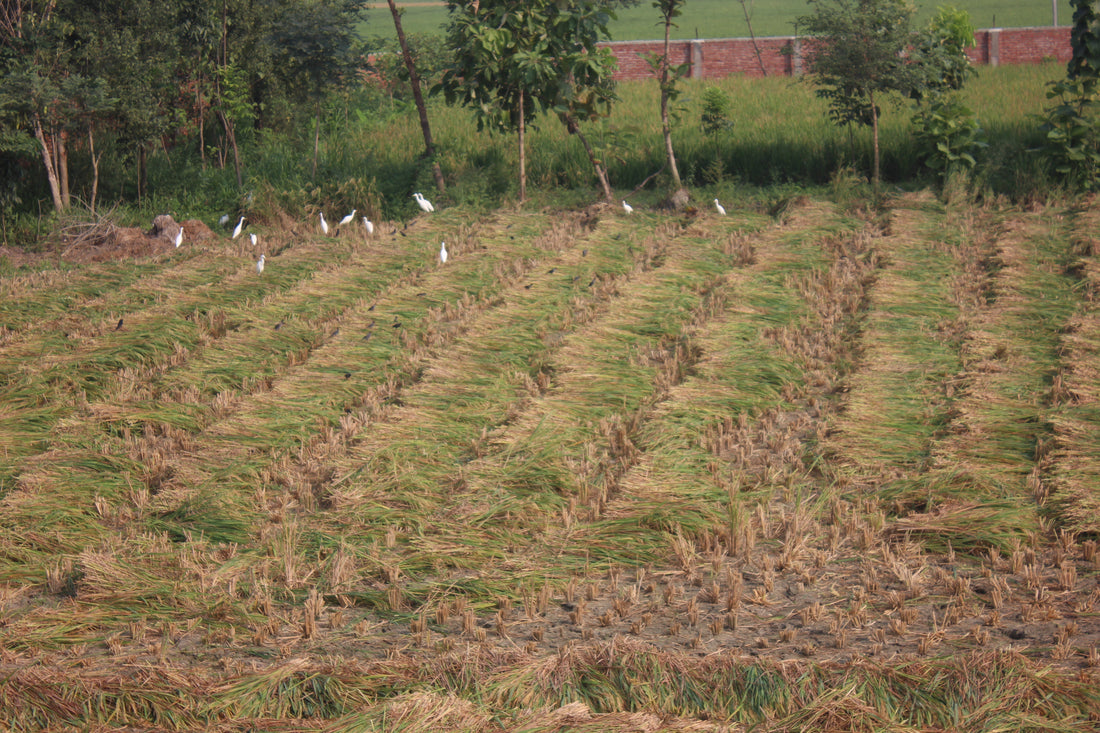 The Folklore of Ghaagh-Bhaddri