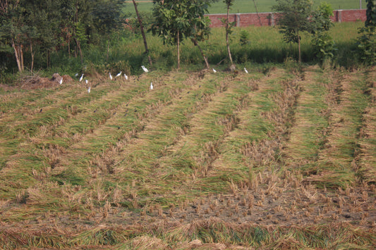 The Folklore of Ghaagh-Bhaddri