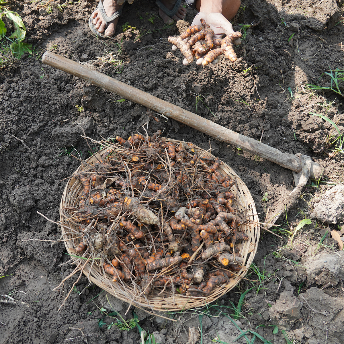 Turmeric
